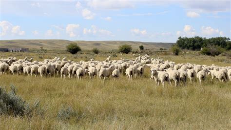 saskatchewan sheep identification